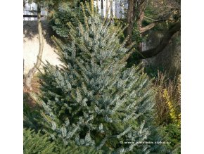 Picea omorika 'Nana' - smrk Pančičův