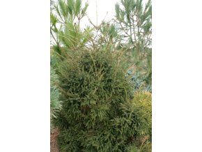 Picea orientalis - smrk východní