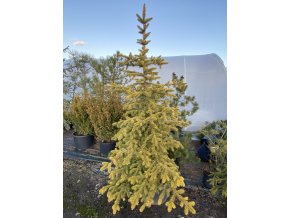 Picea pungens 'Aurea Vanc' - smrk pichlavý