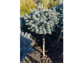 Picea pungens 'Blaue Kissen' kmínek - smrk pichlavý