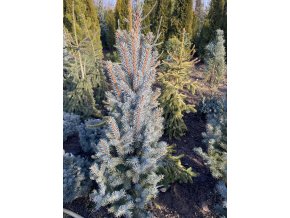 Picea pungens 'Blue Totem' - smrk pichlavý