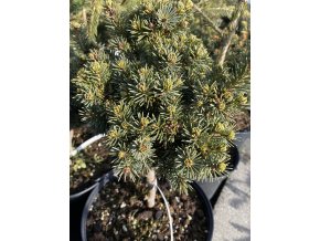 Picea pungens 'Cecilia' - smrk pichlavý