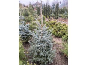 Picea pungens 'Glauca' semenáč - smrk pichlavý
