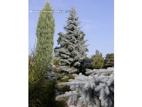 Picea pungens 'Hoopsii' - smrk pichlavý