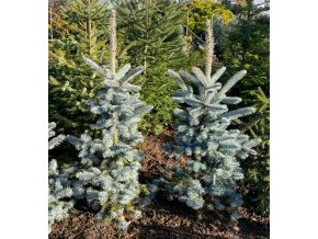 Picea pungens 'Hoopsii' balové - smrk pichlavý