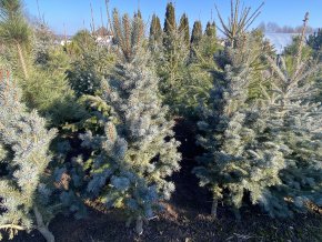 Picea pungens 'Iseli Fastigiata' balové - smrk pichlavý