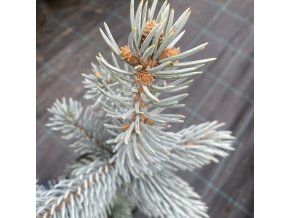 Picea pungens 'Oldenburg' - smrk pichlavý