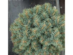 Picea pungens 'Pali' - smrk pichlavý