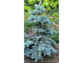 Picea pungens 'Shovenhorst' - smrk pichlavý