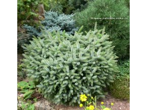 Picea sitchensis 'Tenas' - smrk sitka