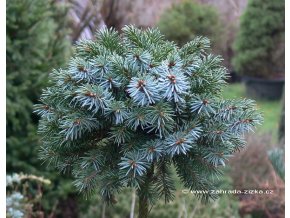 Picea sitchensis 'Wiesje' - smrk sitka