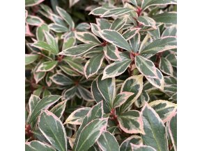 Pieris japonica 'Little Frosty' - pieris japonský