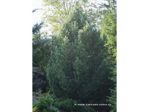 Pinus cembra - borovice limba