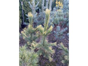 Pinus cembra 'Aureovariegata' - borovice limba
