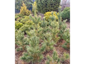Pinus cembra balové - borovice limba