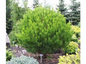 Pinus densiflora 'Globosa' - borovice hustokvětá