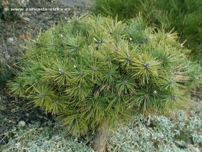 Pinus densiflora 'Jane Kluis' - borovice hustokvětá