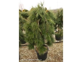 Pinus densiflora 'Pendula' - borovice hustokvětá