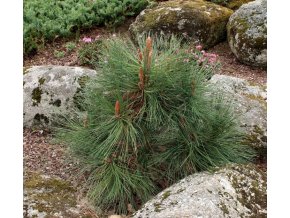 Pinus jeffreyi 'Joppi' - borovice Jeffreyova
