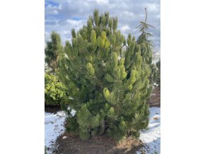 Pinus leucodermis - borovice bělokorá