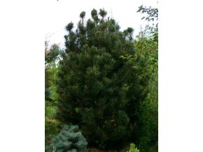 Pinus leucodermis 'Satelit' - borovice bělokorá