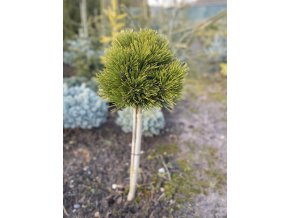 Pinus leucodermis 'Schmidtii' kmínek - borovice bělokorá