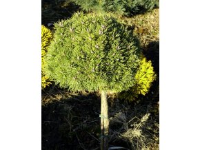 Pinus mugo 'Boží Dar' WB kmínek - Borovice kleč