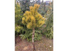 Pinus mugo 'Carstens Wintergold' kmínek - borovice kleč