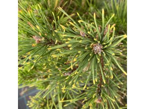 Pinus mugo 'Dikobraz'