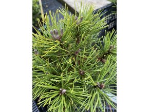 Pinus mugo 'Hvožďany' WB kmínek - borovice kleč