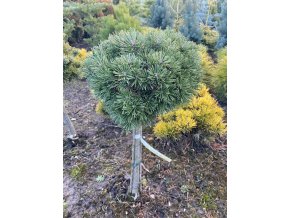 Pinus mugo 'Kostelníček' - borovice kleč