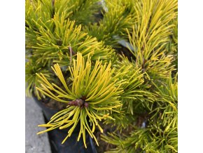 Pinus mugo 'Laarheide'