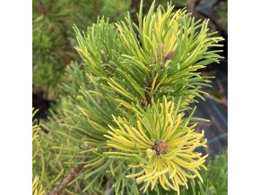 Pinus mugo 'Maria'