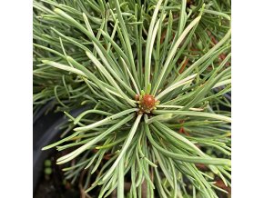 Pinus mugo 'Milky Way' - borovice kleč