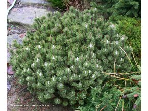 Pinus mugo 'Minima Kalouš' - borovice kleč