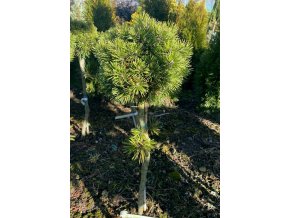 Pinus mugo 'Minimops' kmínek - borovice kleč