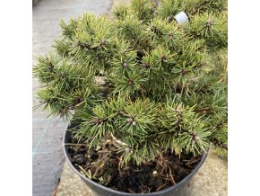 Pinus mugo 'Nerost' - borovice kleč