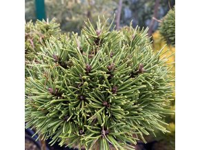 Pinus mugo 'Spiralis' - borovice kleč