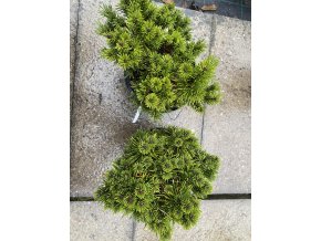 Pinus mugo 'Suzi' - borovice kleč