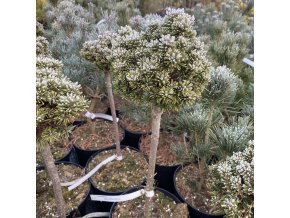 Pinus mugo 'Suzi' kmínek - borovice kleč