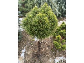 Pinus mugo 'Varella' kmínek - borovice kleč