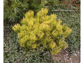 Pinus mugo 'Wintersonne' - borovice kleč