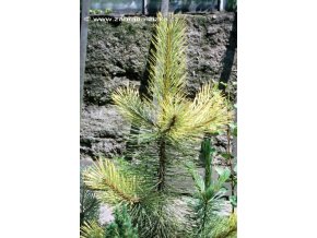 Pinus nigra 'Aurea' - borovice černá