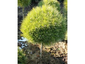 Pinus nigra 'Bambino' kmínek - borovice černá