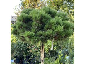 Pinus nigra 'Brevifolia' kmínek - borovice černá
