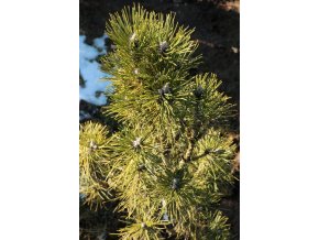 Pinus nigra 'Komet' - borovice černá