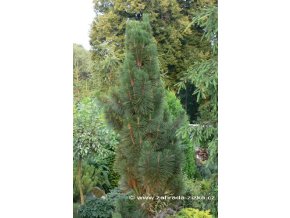 Pinus nigra 'Meylan' - borovice černá