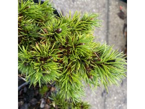 Pinus nigra 'Pitchounek' - borovice černá