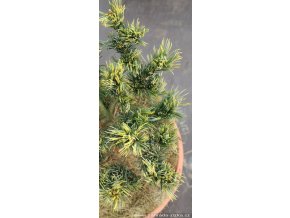 Pinus parviflora 'Fukai' - borovice drobnokvětá