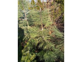 Pinus ponderosa - borovice těžká